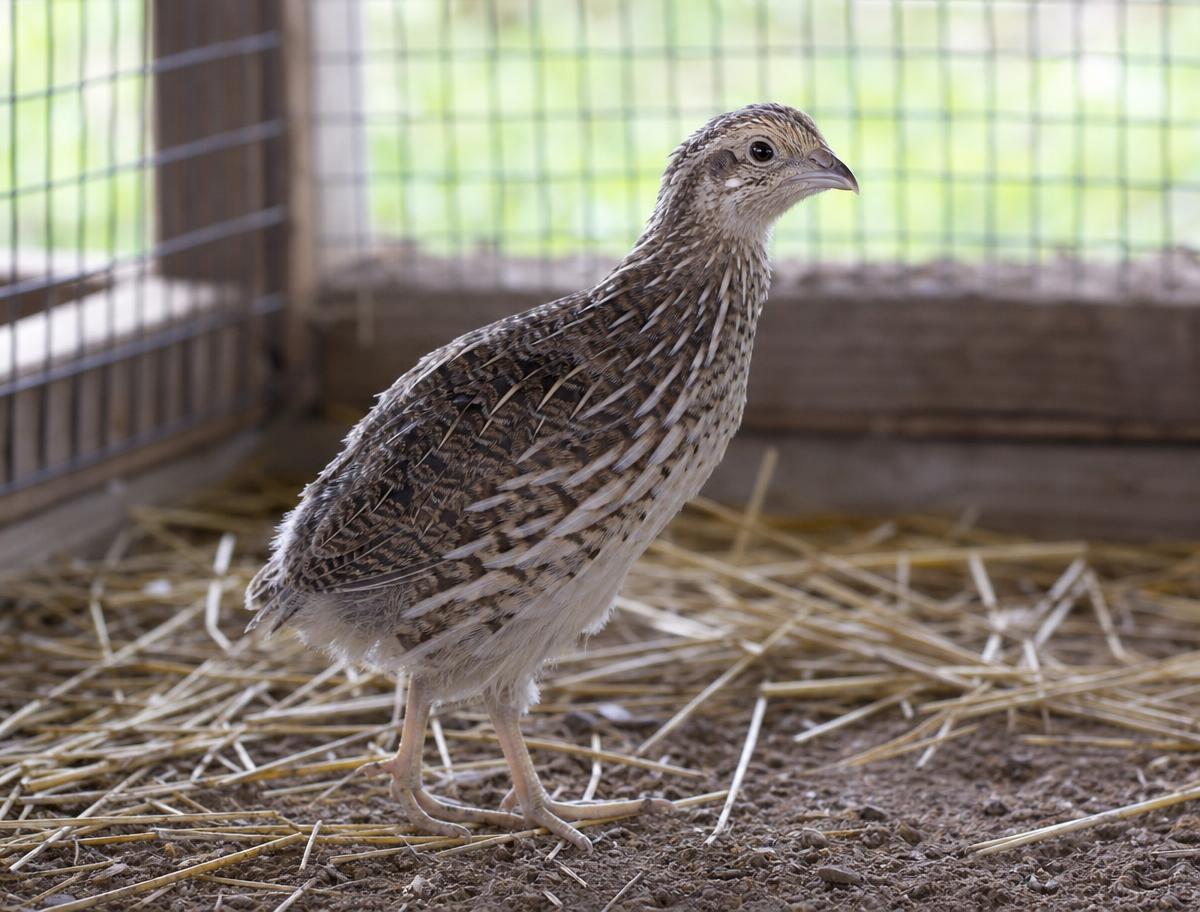 A young started bobwhite quail in a covered flight pen