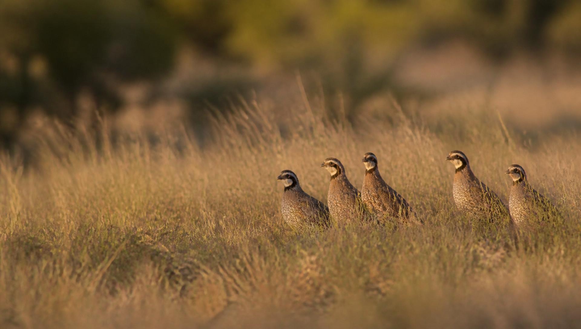 A covey of northern bobwhite quail in native Texas grass at golden hour