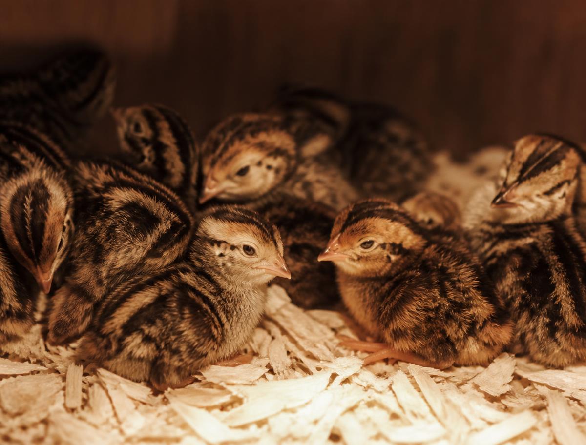 Day-old bobwhite quail chicks under a brooder lamp